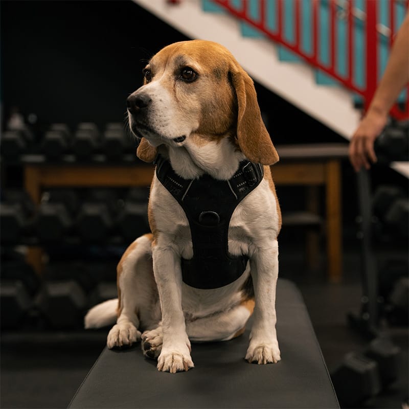 Dog Oli at Speed Mechanics