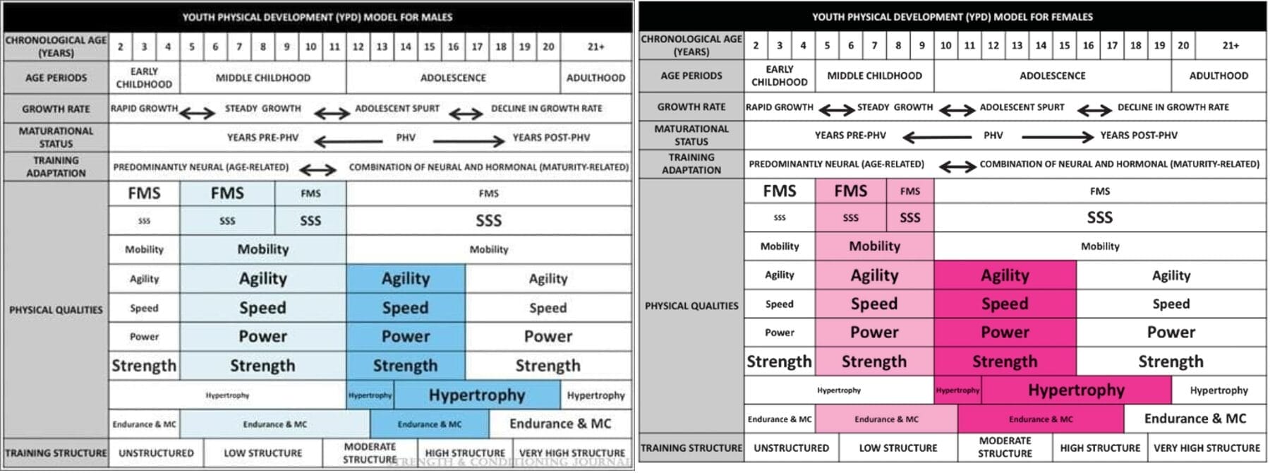 YPD model