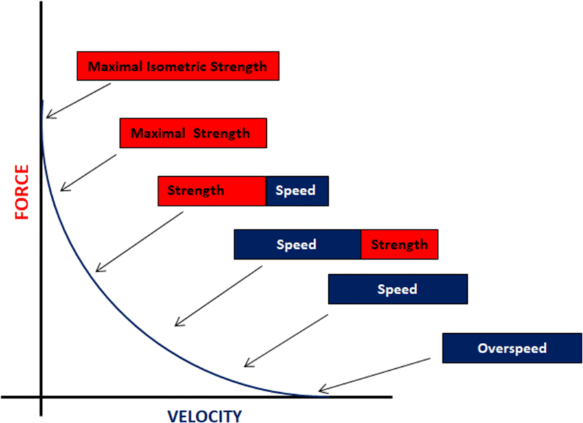 Concentric portion of the force velocity curve